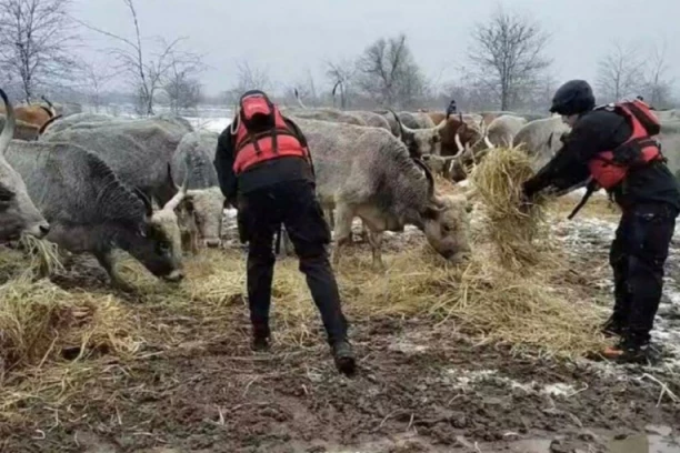 ZAROBLJENIM KONJIMA NA KRČEDINSKOJ ADI DOSTAVLJENA HRANA! Za hrabre vatrogasce nema NIKAKVIH prepreka! (FOTO)