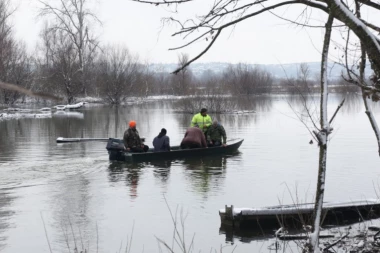 DA JE VODA "PORASLA" JOŠ 30 CENTIMETARA, STOKA BI BILA POTOPLJENA: Najnovije informacije O ZAROBLJENIM ŽIVOTINJAMA na Krčedinskoj adi! Ekipa Republike prati spasavanje (FOTO, VIDEO)