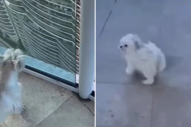 MALENI PAS JE TRČAO NA TERASI NA VRHU ZGRADE: Očajni vlasnici gledali su kako nestaje pred njihovim očima i pomislili su na najgore! (VIDEO)