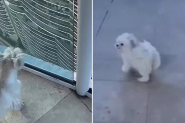 MALENI PAS JE TRČAO NA TERASI NA VRHU ZGRADE: Očajni vlasnici gledali su kako nestaje pred njihovim očima i pomislili su na najgore! (VIDEO)