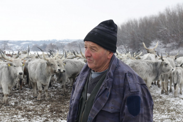 Milenko Plavšić, vlasnik krava