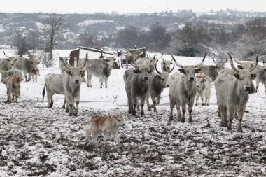 SPAŠAVANJE PREOSTALIH ŽIVOTINJA SA KRČEDINSKE ADE PONOVO ODLOŽENO! Oko 70 krava i konja ostalo zarobljeno na ostrvu