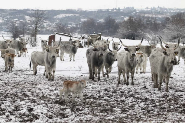 SPAŠAVANJE PREOSTALIH ŽIVOTINJA SA KRČEDINSKE ADE PONOVO ODLOŽENO! Oko 70 krava i konja ostalo zarobljeno na ostrvu