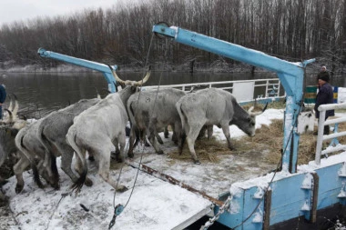 NA PRVU SKELU STALO IZMEĐU 30 I 40 GRLA! Akcija SPASAVANJA konja i krava neće prestati sve dok se sve životinje BEZBEDNO NE EVAKUIŠU! (FOTO+VIDEO)