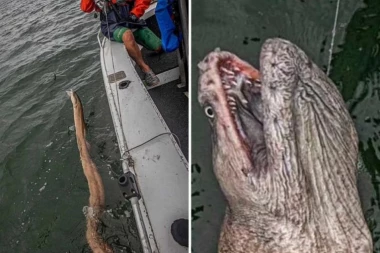 RIBAR IZVUKAO MONSTRUMA IZ VODE, SVET U ŠOKU: : Ima zube poput žileta!