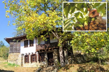 NIKAKO NEMOJTE DA SEDITE ISPOD OVOG DRVETA! Svi ga imaju u dvorištu i tu traže hladovinu, a ne znate da je OPASNO PO ŽIVOT!