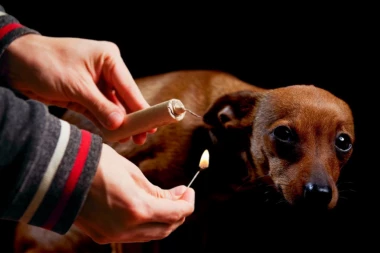 MOGU DA DOBIJU EPILEPSIJU OD PUCANJA I PETARDI! Veterinarka OTKRILA: Eksplozije nemaju samo trenutno dejstvo, SIMPTOMI SE JAVLJAJU I KASNIJE!