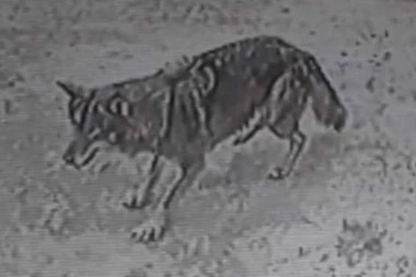 NOVOPAZARCI U PANICI: Vuk primećen na kamerama u naselju Šutenovac!