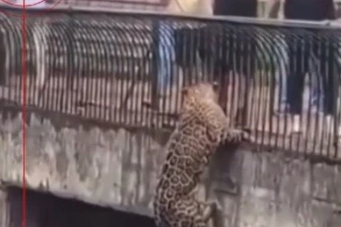 LEOPARD SE U SEKUNDI NAŠAO NA OGRADI BLIZU LJUDI: Reakcije posetilaca zoo vrta su za nevericu! (VIDEO)