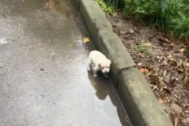 BESPOMOĆNO ŠTENE DRHTALO JE OD HLADNOĆE NA ULICI: Promrzlo, mokro od kiše i gladno tiho je cvilelo, scena zbog koje su mnogi zajecali! (VIDEO)