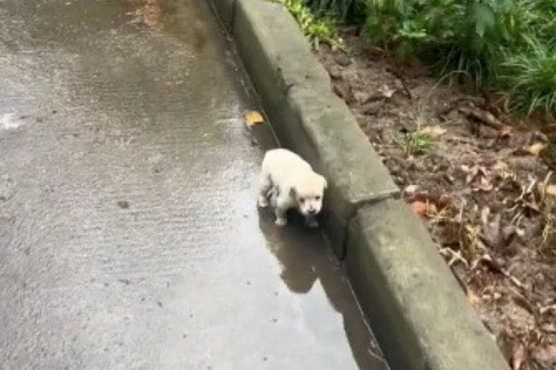 BESPOMOĆNO ŠTENE DRHTALO JE OD HLADNOĆE NA ULICI: Promrzlo, mokro od kiše i gladno tiho je cvilelo, scena zbog koje su mnogi zajecali! (VIDEO)