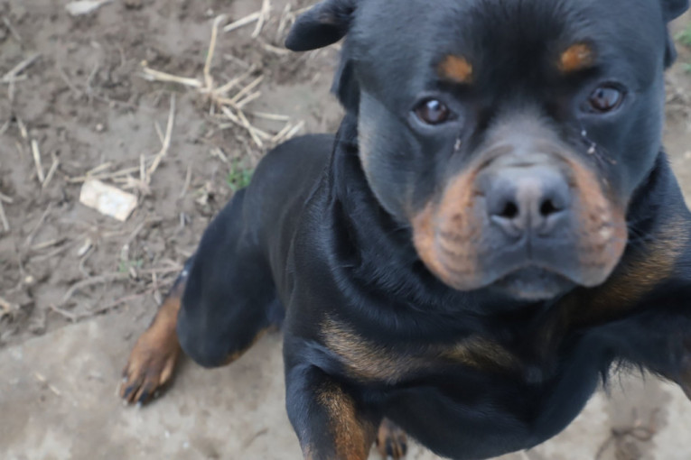 Nebojša nam je ispričao i da je pas predosetio njenu smrt
