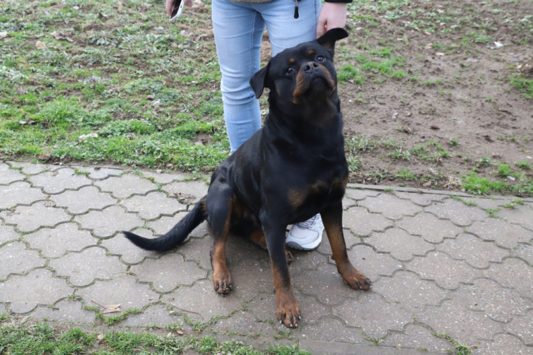 Kako nam je Nebojša otkrio, pas danima tuguje za Andrijanom