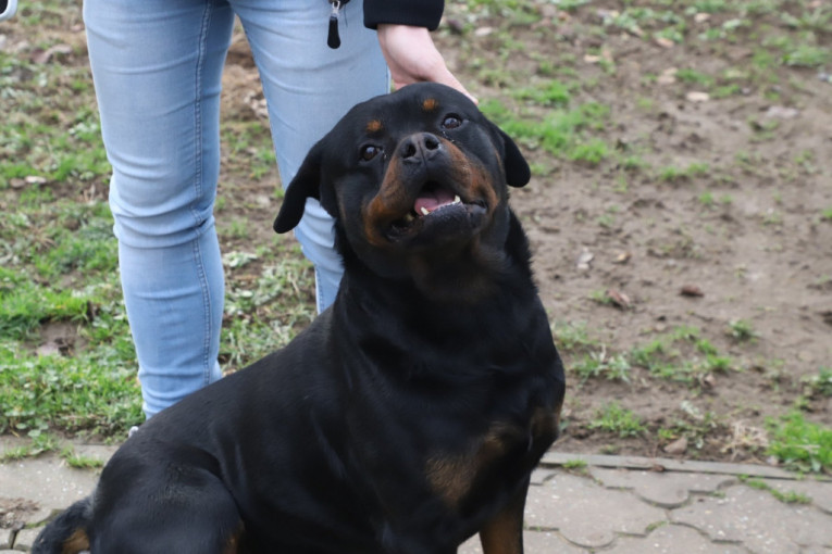 Otac Andrijane Lazić sa njenim psom