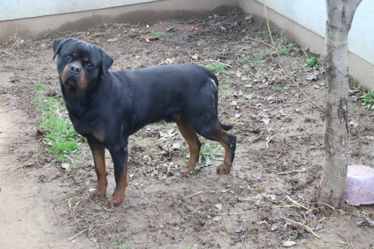 Pas Andrijane Lazić