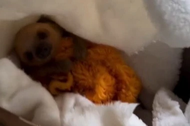 OVA ŽIVOTINJA JE POSTALA ZVEZDA NA MREŽAMA: Mladunče lenjivca je nešto najslađe što ste ikad videli! (VIDEO)