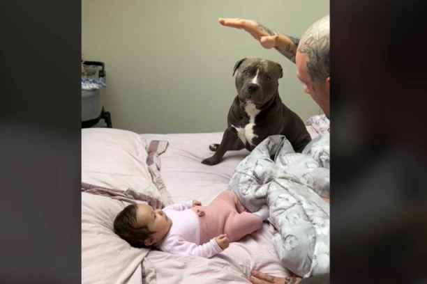 OTAC JE OVO URADIO DETETU, A ONDA JE PITBUL SKOČIO: Ljudi UŽASNUTI gledali snimak i žestoko ga OSUDILI (VIDEO)