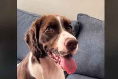 BAKA ODVELA PSA NA ŠIŠANJE: Kada ga je dovela kući vlasnici se umalo nisu rasplakali kad su videli šta mu se desilo (VIDEO)