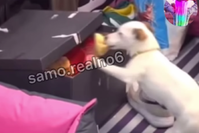 Aneli Ahmić sa Janjuševim psom Elita