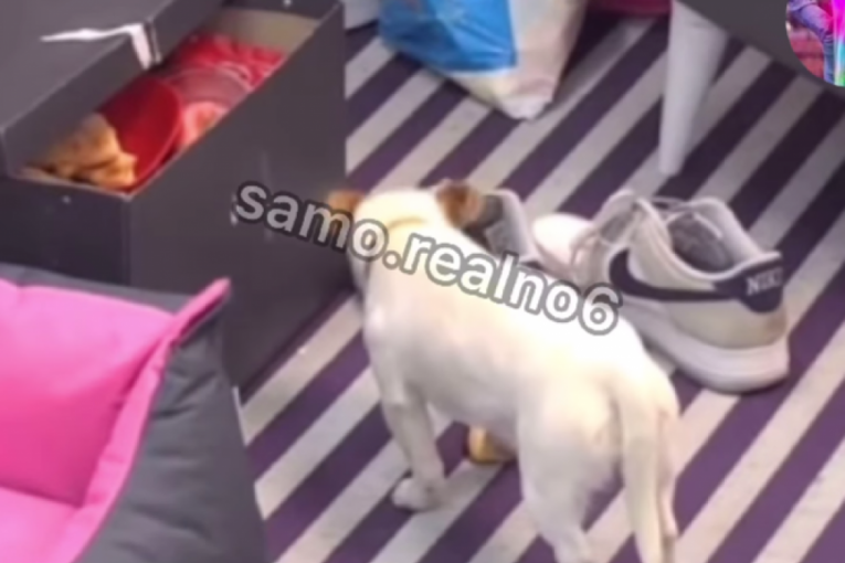 Aneli Ahmić sa Janjuševim psom Elita