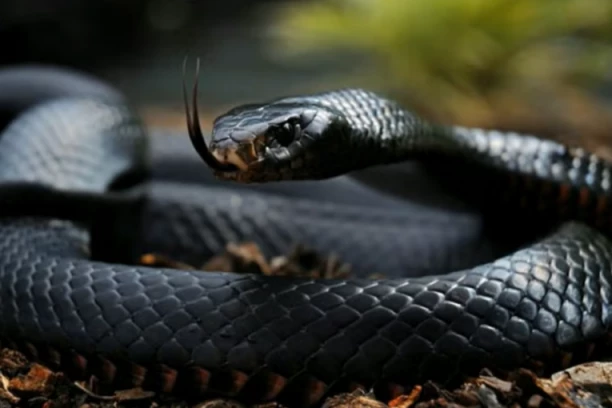 ČOVEKA UJELA ZMIJA, PA ON NJU UJEO DVAPUT: Svi su ostali ŠOKIRANI njegovim obrazloženjem