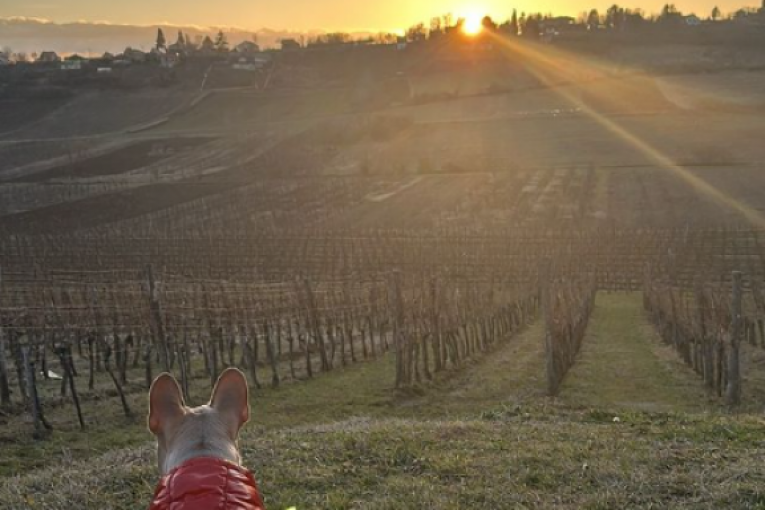 Stanija Dobrojević Instagram