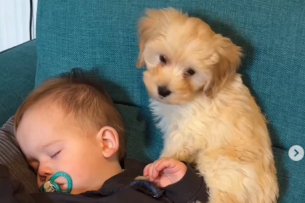 BEBA JE MIRNO SPAVALA KAD JE PAS SKOČIO NA KREVET: Ono što je životinja potom uradila zapanjilo je ljude na mrežama! (FOTO+VIDEO)