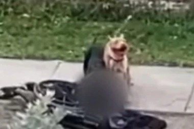 UZNEMIRUJUĆI SNIMAK! Razjareni psi napali čoveka u kolicima, KIDALI MU RUKE I NOGE (VIDEO)
