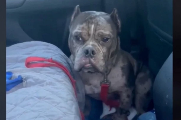 PAS JE ODBIO DA IZAĐE IZ AUTA: Razlog ovakvog njegovog ponašanja je rasplakao ljude na mrežama! (VIDEO)