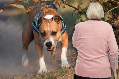 STARICU U ZADRU UBIO AMERIČKI STAFORD! Čuvala unukovog psa, on je nasmrt izujedao! MLADIĆ UHAPŠEN!