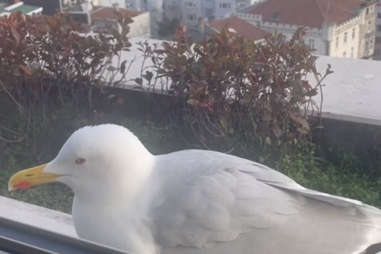 Duško Tošić Instagram