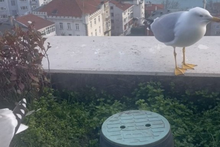 Duško Tošić Instagram