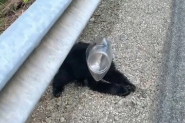 SUZAN JE SPASILA MEČE NEDALEKO OD SVOJE KUĆE: Šok je usledio sutradan kad je otvorila vrata! (VIDEO)