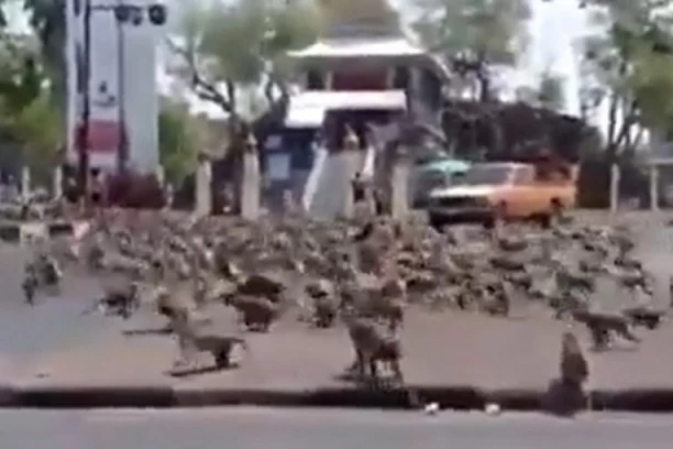 LJUDI GLEDAJU SNIMKE I KRSTE SE! 3.500 agresivnih majmuna TERORIŠE GRAD: Zbog njihovog besnila zatvorene prodavnice i tržni centri! IMA I RIVALSKIH BANDI (VIDEO)