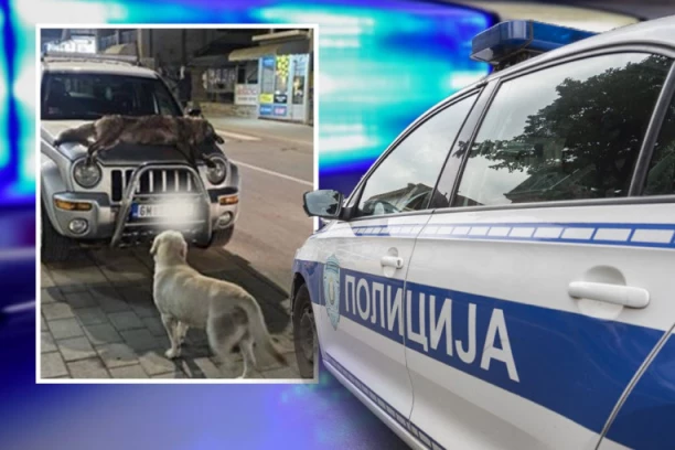 JEZIVA SLIKA U POŽEGI, KRV KAPLJE NA SVE STRANE! Čovek vozi leš na haubi automobila kako bi se pohvalio ulovom! (FOTO)