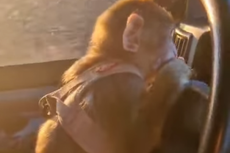 Bora Santana pokazao majmuna koji vozi auto