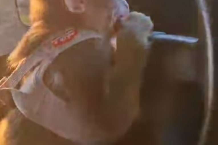 Bora Santana pokazao majmuna koji vozi auto