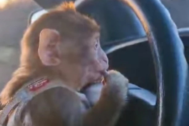 MAJMUN BORE I MILICE DIVLJA PO PUTU: Smestili ga za VOLAN, osvanuo HIT SNIMAK iz auta! (VIDEO)