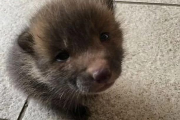 PRONAŠAO ŽIVOTINJU KRAJ PUTA I ODMAH UDOMIO MISLEĆI DA JE PAS: Objavio sliku, a onda su mu svi rekli da to NIJE ŠTENE već ovo!