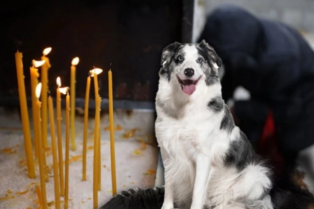 ŠTA VI MISLITE O OVOME?! Da li se u pravoslavlju PALE SVEĆE za kućne ljubimce? Otac Grigorije prvo uzdahnuo, pa otkrio: Dolaze vernici, pitaju me...