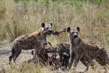 ČOPOR HIJENA BRUTALNO RASPORIO ČOVEKA! Napadi životinja u ovoj zemlji SVE UČESTALIJI: Građani u strahu, organizuju proteste! (VIDEO)