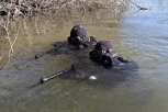 REDOVNO OSPOSOBLJAVANJE VOJSKE: Obuka brodskih ronilaca u Rečnoj flotili (FOTO)