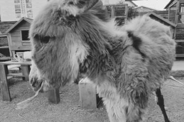 TUGA DO NEBA! MAGARENCE MILENCE ZAUVEK SKLOPILO OČI! Promrzlo i neuhranjeno pule spaseno sa Krčedinske ade, ali nije IZDRŽALO! (FOTO)