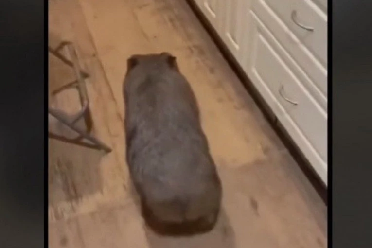 ČUDNO STVORENJE DOLAZI SVAKE NOĆI DA SE MAZI: Mnogi su zapanjeni ponašanjem ove životinje prema ljudima! (VIDEO)