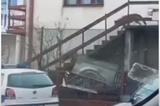 VUKOVI TERORIŠU ŽITORAĐU! ZAKLALI JEDNOG PSA: Lovac brzo reagovao i ustrelio opasne zveri! (VIDEO)