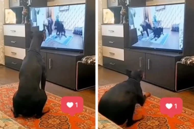 OVAJ PAS JE ZAPREPASTIO LJUDE NA MREŽAMA: Ono što je životinja uradila niko nije očekivao, svi su gledali u neverici! (VIDEO)