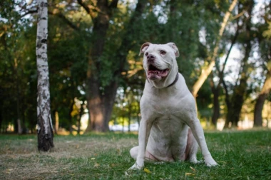 DEČAK (8) HITNO PREBAČEN U BOLNICU NAKON NAPADA AMERIČKOG BULDOGA! Ima teške povrede glave! VLASNICI PSA UHAPŠENI!