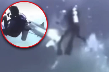 JEZIV SNIMAK NAPADA AJKULE NA GRUPU RONILACA NA MALDIVIMA: Kamera zabeležila uznemirujući trenutak (VIDEO)