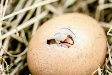 SENZACIJA NA ISKOPAVANJU: Pronađeno JAJE iz TREĆEG VEKA, a najveći šok usledio je kad je otkriveno ŠTA JE U NJEMU!