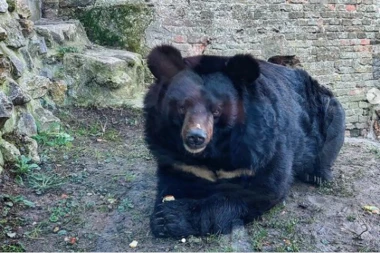 MEDVED UROŠ IZAŠAO IZ JAZBINE! Evo da li je video svoju senku i da li će nam se zima vratiti na velika vrata! (FOTO)